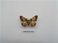 藏品(尺蛾163)的圖片